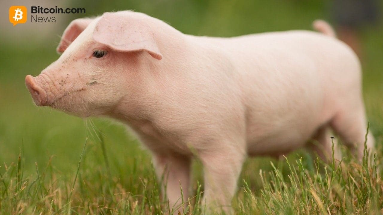 China Confirms Participation in 'First of Its Kind' Anti-Pig Butchering Operation 1