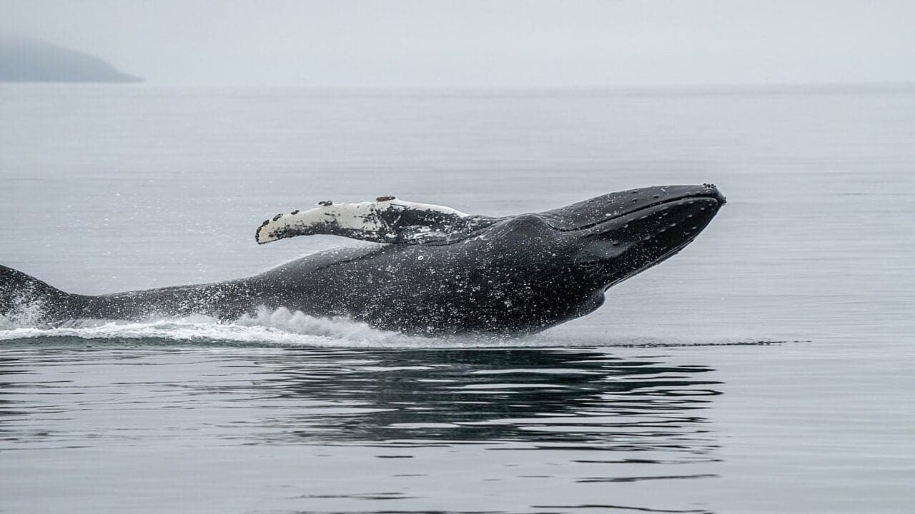 Cryptoquant: Whales 'Quietly Bought' the $60K Bitcoin Dip as Whale Ratio Hits 61.6% 1